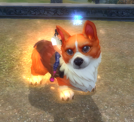 corgi.png